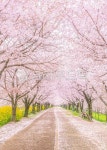 벚꽃, 벚꽃길, 벚꽃나무, 봄, 봄꽃, 사진,이미지,일러스트,캘리그라피 - 노란꽃돼지작가 크라우드픽 - 저작권 걱정 없는 상업용 이미지
