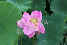 연꽃, 꽃, 꽃잎, 잎, 연잎, 사진,이미지,일러스트,캘리그라피 - 함께사는세상작가 크라우드픽 - 저작권 걱정 없는 상업용 이미지