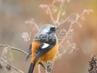 딱새, 산새, daurianredstart, 딱새수컷, 동물, 사진,이미지,일러스트,캘리그라피 - 금눈올작가 크라우드픽 - 저작권 걱정 없는 상업용 이미지