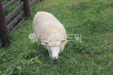 양, sheep, animal, 동물, 대관령, 사진,이미지,일러스트,캘리그라피 - 딩굴딩굴곰탱이작가 크라우드픽 - 저작권 걱정 없는 상업용 이미지