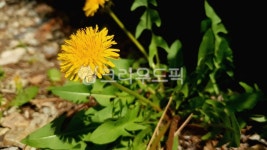 서양민들레, 민들레, 봄꽃, springflower, 꽃, 사진,이미지,일러스트,캘리그라피 - 낙서쟁이작가 크라우드픽 - 저작권 걱정 없는 상업용 이미지