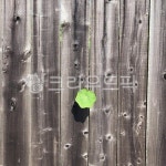 wood, 목재, 생명, 그린, 초록, 사진,이미지,일러스트,캘리그라피 - 사공오팬트리작가 크라우드픽 - 저작권 걱정 없는 상업용 이미지