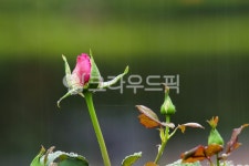rose, 장미꽃, 꽃, 꽃봉우리, 빗방울, 사진,이미지,일러스트,캘리그라피 - 강산 박상록작가 크라우드픽 - 저작권 걱정 없는 상업용 이미지
