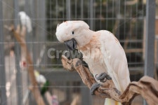 앵무새, 조류, 동물원, 새, 동물, 사진,이미지,일러스트,캘리그라피 - Nworld102작가 크라우드픽 - 저작권 걱정 없는 상업용 이미지