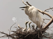 백로, 새, 새끼, 나무, 둥지, 사진,이미지,일러스트,캘리그라피 - 소나무작가 크라우드픽 - 저작권 걱정 없는 상업용 이미지