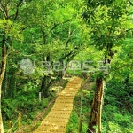 숲, 길, 여름, 나무, 식물, 사진,이미지,일러스트,캘리그라피 - 아임레오작가 크라우드픽 - 저작권 걱정 없는 상업용 이미지