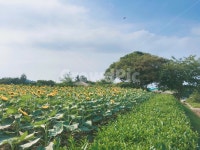 해바라기농장, 제주도, 해바라기, 농장, 노랗다, 사진,이미지,일러스트,캘리그라피 - 하여리작가 크라우드픽 - 저작권 걱정 없는 상업용 이미지