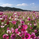 코스모스, 하늘, 파란하늘, 분홍색, 꽃, 사진,이미지,일러스트,캘리그라피 - 볼빨간사춘기작가 크라우드픽 - 저작권 걱정 없는 상업용 이미지