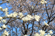 목련, 꽃, 목련꽃, 나무, 식물, 사진,이미지,일러스트,캘리그라피 - 청랑작가 크라우드픽 - 저작권 걱정 없는 상업용 이미지