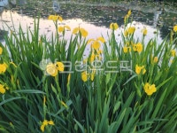 식물, flower, 꽃, 노란색, 창포, 사진,이미지,일러스트,캘리그라피 - 바나나콩이엄마작가 크라우드픽 - 저작권 걱정 없는 상업용 이미지