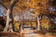 가을, 단풍, 나무, 오솔길, 길, 사진,이미지,일러스트,캘리그라피 - pobiris작가 크라우드픽 - 저작권 걱정 없는 상업용 이미지