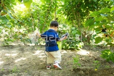 오디, 뽕, 유아, 어린이, 주말농장, 사진,이미지,일러스트,캘리그라피 - ddong작가 크라우드픽 - 저작권 걱정 없는 상업용 이미지