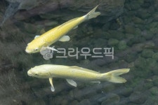 동물, animal, 잉어, 물고기, 어류, 사진,이미지,일러스트,캘리그라피 - MCtheJo작가 크라우드픽 - 저작권 걱정 없는 상업용 이미지