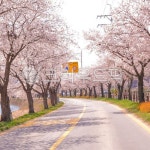 벚꽃, 봄, 벚꽃길, 부농, 분홍, 사진,이미지,일러스트,캘리그라피 - Nbubblelatte_작가 크라우드픽 - 저작권 걱정 없는 상업용 이미지