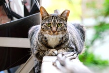 고양이, 길냥이, 관찰, 호기심, 관심, 사진,이미지,일러스트,캘리그라피 - 팡팡이작가 크라우드픽 - 저작권 걱정 없는 상업용 이미지