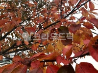 leaf, 잎, plant, 식물, tree, 사진,이미지,일러스트,캘리그라피 - boki84작가 크라우드픽 - 저작권 걱정 없는 상업용 이미지