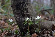 들바람꽃, 야생화, 꽃, 생태, 식물, 사진,이미지,일러스트,캘리그라피 - 릴작가 크라우드픽 - 저작권 걱정 없는 상업용 이미지
