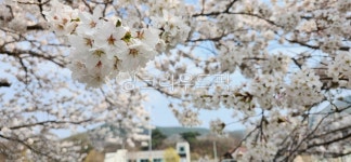 벚꽃, 나무, 예쁜꽃, 시골꽃, 농장, 사진,이미지,일러스트,캘리그라피 - 픽사진가작가 크라우드픽 - 저작권 걱정 없는 상업용 이미지