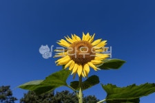 하늘, sky, 자연, nature, 해바라기, 사진,이미지,일러스트,캘리그라피 - ldh7963작가 크라우드픽 - 저작권 걱정 없는 상업용 이미지