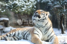 호랑이, 한국호랑이, tiger, 동물, animal, 사진,이미지,일러스트,캘리그라피 - pc55go작가 크라우드픽 - 저작권 걱정 없는 상업용 이미지