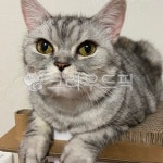 animal, cat, 고양이, mammal, pet, 사진,이미지,일러스트,캘리그라피 - din37작가 크라우드픽 - 저작권 걱정 없는 상업용 이미지