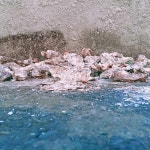 조개, 조개껍데기, 감성, 파편, 길가, 사진,이미지,일러스트,캘리그라피 - oe52작가 크라우드픽 - 저작권 걱정 없는 상업용 이미지