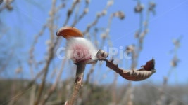 버들강아지, 봄, 새, 호랑버들, 버드나무, 사진,이미지,일러스트,캘리그라피 - 모모2748작가 크라우드픽 - 저작권 걱정 없는 상업용 이미지