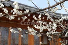 매화, 한옥, koreanhouse, flower, 봄꽃, 사진,이미지,일러스트,캘리그라피 - 재원작가 크라우드픽 - 저작권 걱정 없는 상업용 이미지