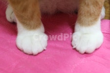 고양이, 고양이발, 양말, 반려동물, 귀여움, 사진,이미지,일러스트,캘리그라피 - 밤씨가족작가 크라우드픽 - 저작권 걱정 없는 상업용 이미지