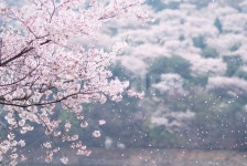 봄, 벚꽃, 꽃비, 벚꽃비, cherryblossom, 사진,이미지,일러스트,캘리그라피 - happy smile작가 크라우드픽 - 저작권 걱정 없는 상업용 이미지