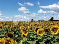 해바라기, 해바라기꽃, 해바라기꽃밭, 해바라기농장, 파란하늘, 사진,이미지,일러스트,캘리그라피 - JHSARAH작가 크라우드픽 - 저작권 걱정 없는... 