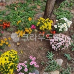 꽃, flower, 정원, 마당, 자연, 사진,이미지,일러스트,캘리그라피 - niru44작가 크라우드픽 - 저작권 걱정 없는 상업용 이미지