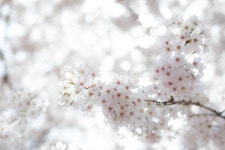 봄, 분홍색, 꽃, 꽃나무, 벚꽃, 사진,이미지,일러스트,캘리그라피 - Heocue작가 크라우드픽 - 저작권 걱정 없는 상업용 이미지