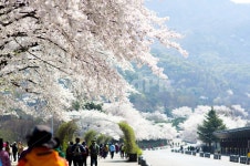 서울대공원, 벚꽃축제, 과천서울대공원, 과천동물원, 꽃피는4월, 사진,이미지,일러스트,캘리그라피 - 만두병장작가 크라우드픽 - 저작권 걱정... 
