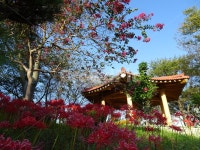 꽃, 꽃무릇, 상사화, 산, 봉대산, 사진,이미지,일러스트,캘리그라피 - 무안양파작가 크라우드픽 - 저작권 걱정 없는 상업용 이미지