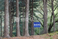 국립서울현충원, 현충원, 현충원숲길, 현충원산책길, 서울현충원, 사진,이미지,일러스트,캘리그라피 - 다미안작가 크라우드픽 - 저작권 걱정 없는... 