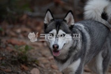 개, 허스키, 시베리안허스키, 동물, dog, 사진,이미지,일러스트,캘리그라피 - Astin작가 크라우드픽 - 저작권 걱정 없는 상업용 이미지