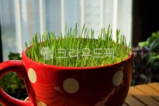 새싹보리, 보리, 보리싹, 건강, 초록, 사진,이미지,일러스트,캘리그라피 - Life100작가 크라우드픽 - 저작권 걱정 없는 상업용 이미지