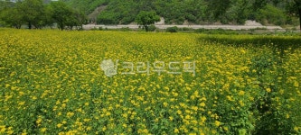 자연, 유채꽃, 들녁, 목초지, 꽃, 사진,이미지,일러스트,캘리그라피 - 금산67작가 크라우드픽 - 저작권 걱정 없는 상업용 이미지