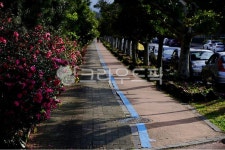 길, 동백꽃길, 꽃길, 산책길, 동백, 사진,이미지,일러스트,캘리그라피 - 소낭구작가 크라우드픽 - 저작권 걱정 없는 상업용 이미지