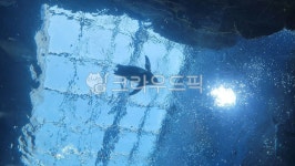 펭귄, 물아래, 터널, 혼자, 물, 사진,이미지,일러스트,캘리그라피 - lldkdkll작가 크라우드픽 - 저작권 걱정 없는 상업용 이미지