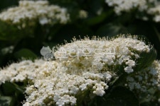 꽃, flower, 햐얀꽃, 봄, 봄꽃, 사진,이미지,일러스트,캘리그라피 - sprout3d작가 크라우드픽 - 저작권 걱정 없는 상업용 이미지