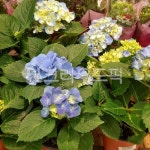 geranium, 제라늄, flower, blossom, 꽃, 사진,이미지,일러스트,캘리그라피 - 퐝작가작가 크라우드픽 - 저작권 걱정 없는 상업용 이미지