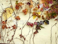 leaf, 잎, plant, 식물, 벽, 사진,이미지,일러스트,캘리그라피 - 초월love63작가 크라우드픽 - 저작권 걱정 없는 상업용 이미지