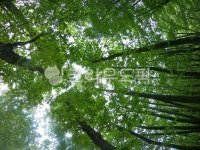 식물, 나무, tree, 자연, 그린, 사진,이미지,일러스트,캘리그라피 - Nmin717000작가 크라우드픽 - 저작권 걱정 없는 상업용 이미지