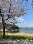 flower, 꽃, nature, 자연, 강가, 사진,이미지,일러스트,캘리그라피 - 미스페이스작가 크라우드픽 - 저작권 걱정 없는 상업용 이미지