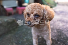 푸들, dog, 개, pet, 애완동물, 사진,이미지,일러스트,캘리그라피 - 데미안작가 크라우드픽 - 저작권 걱정 없는 상업용 이미지