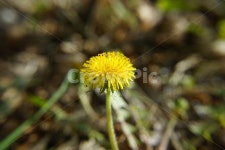꽃, 민들레, 노랑, 자연, 식물, 사진,이미지,일러스트,캘리그라피 - hys작가 크라우드픽 - 저작권 걱정 없는 상업용 이미지