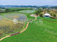 회산백련지, 저수지, 연잎, 연밭, 연, 사진,이미지,일러스트,캘리그라피 - cstrike작가 크라우드픽 - 저작권 걱정 없는 상업용 이미지