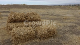 건초, 여물, grass, 마른풀, yellow, 사진,이미지,일러스트,캘리그라피 - LIA작가 크라우드픽 - 저작권 걱정 없는 상업용 이미지